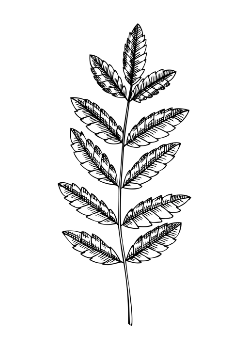 Decorative autumn leaf sketch. Rowan tree foliage sketch. Hand drawn botanical element in sketched style. Fall leaves illustrations. For Thanksgiving day design.